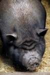 Pot-bellied Mini Pig