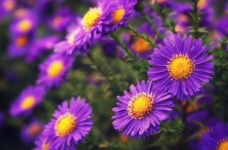Autumn Asters Flowers Flowers Photo