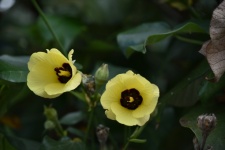 Hibiscus Calyphyllus Yellow Flower
