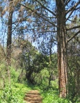 Hiking Path Next To A Tall Tree