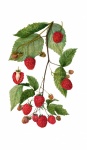 Raspberries Clipart Vintage Art