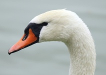 Mute Swan White Swan Portrait