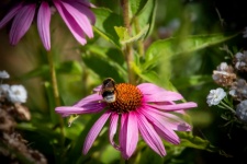 Bumblebee, Echinacea Purpurea, Insect