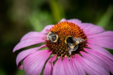 Bumblebee, Echinacea Purpurea, Insect