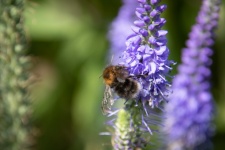 Bumblebee, Insect, Blue Flowers