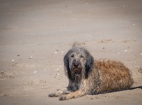 Dog Pet Beach
