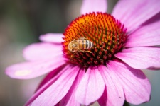 Honey Bee, Flower, Coneflower