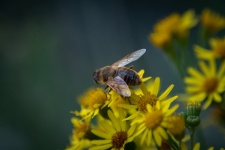 Honey Bee, Yellow Flower, Nectar