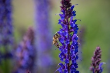 Honey Bee, Insect, Blue Flowers