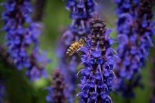 Honey Bee, Insect, Blue Flowers