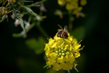 Honey Bee, Insect, Yellow Flower