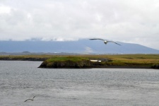 Iceland Landscape With Gulls