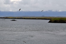 Iceland Seascape With Seagulls