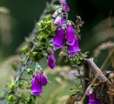 Purple Bell Shaped Flowers