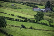 North Ireland Farm Sheep Landscape