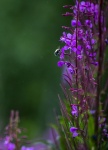 Purple Fireweed Flower And Bee