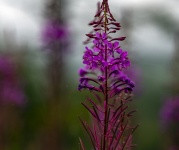 Purple Fireweed Flower