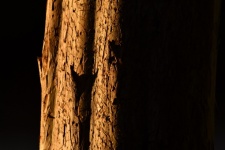 Golden Tree Bark Texture