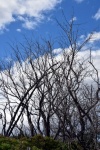 Bare Tree Branches Blue Sky