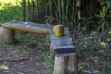 Raw Coconut On A Bench