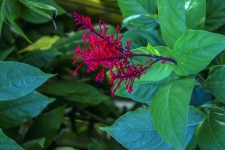 Scarlet Flame Plant Blooms