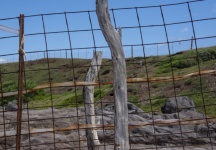 Driftwood Posts