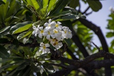 Plumeria Blooms