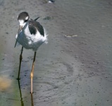 Long Legged Stilt Bird