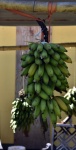 Apple Bananas