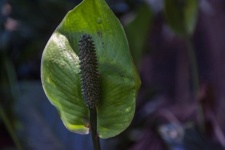 Green Laceleaf Plant