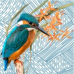 Kingfisher Bird Photocollage
