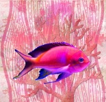 Fish Photocollage