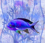 Fish Photocollage