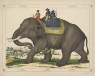 Indian Elephant Vintage Art
