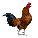 Isolated Crowing Rooster