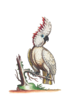 Cockatoo Parrot Bird Clipart
