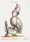 Cockatoo Parrot Bird Art