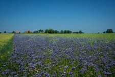 Landscape, Field Of Flowers, Countryside