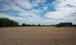 Landscape Cornfield Field