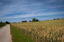 Landscape, Cornfield, Poppies