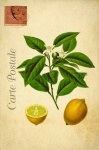 Lemons Vintage French Postcard