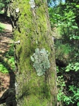 Lichen Growing On A Tree Trunk