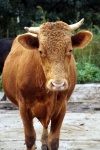 Limousin Beef Young Bull