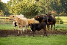 Limousin Cattle Herd Of Cows