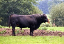 Limousin Bull Breeding Bull