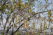 Long Seed Pods Hanging From A Tree