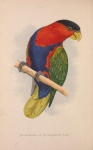 Lorikeet Vintage Bird Art