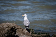 Gull, Sea Bird
