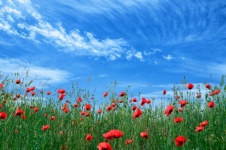 Poppies Field Meadow Sky