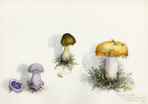 Mushrooms Vintage Watercolor Art
